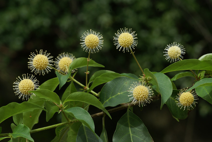 香港濕地公園 生物多樣性 保護區生態特寫 每月之花