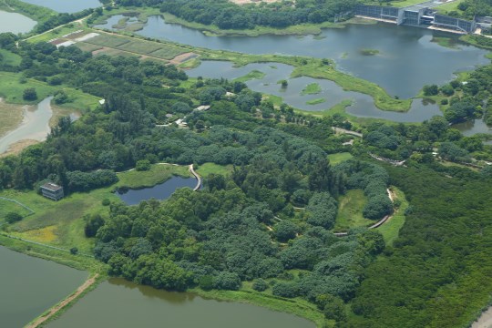 Freshwater Marshes