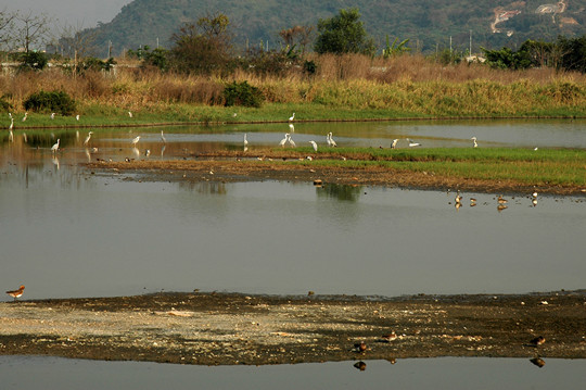 Intertidal Mudflat