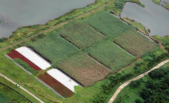 Reed Marshes