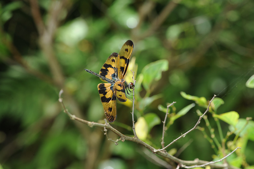 香港濕地公園 生物多樣性 保護區生態特寫 每月之蜻