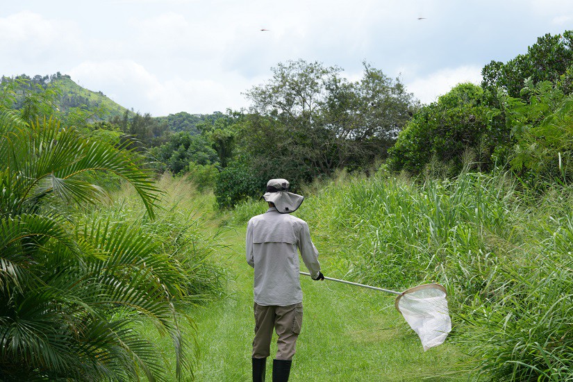 Insects Insect Monitoring