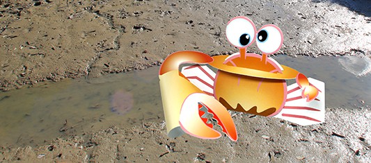 Fiddler Crab