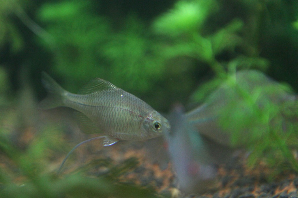 淡水魚類 淡水魚類