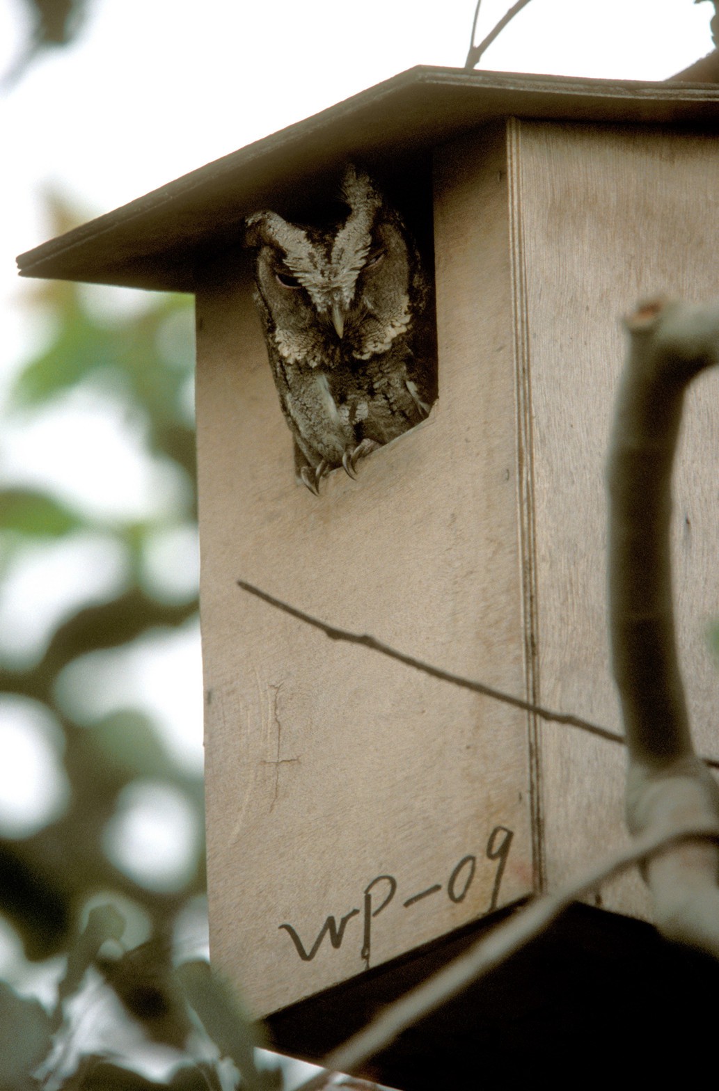 Artificial Nests