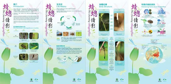 蜻蟌倩影 蜻蟌倩影