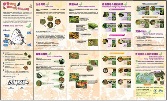 观赏蝴蝶 观赏蝴蝶