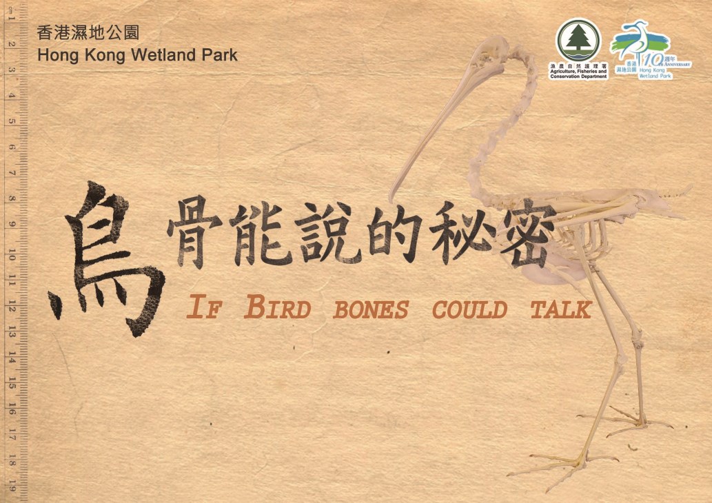 鳥類專題解說 鳥類專題解說