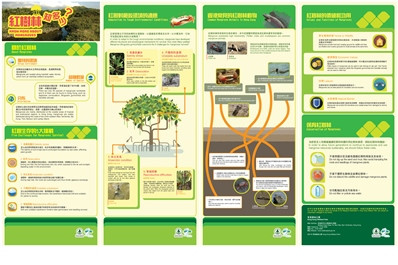 Know More About Mangroves