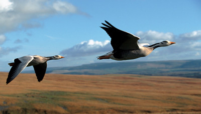 Earthflight - Asia & Australia