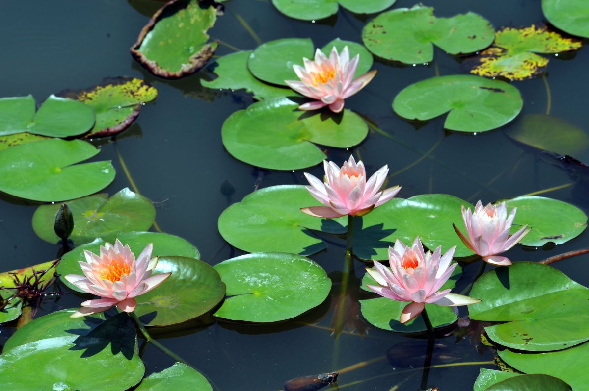 Pygmy Water-lily