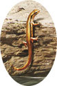 銅蜓蜥