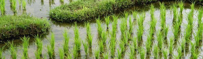 Wetlands at work