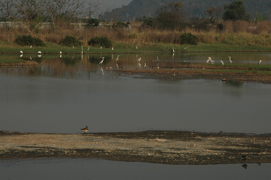 Mudflat Birdhide