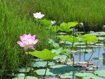 Indian Lotus