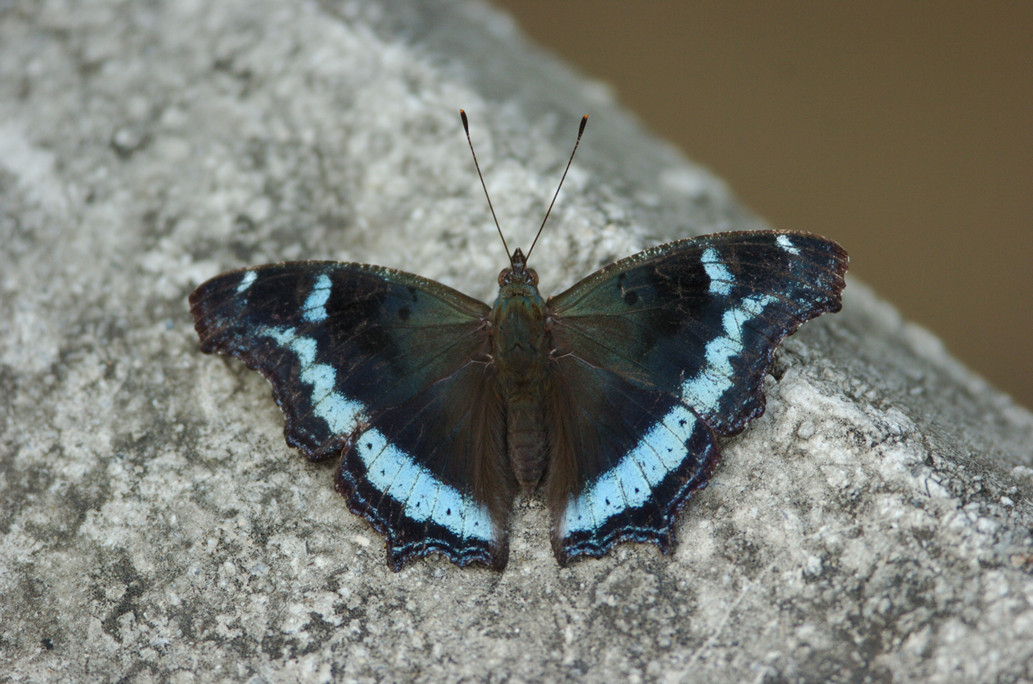 Butterfly Garden