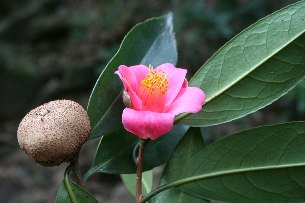 香港茶