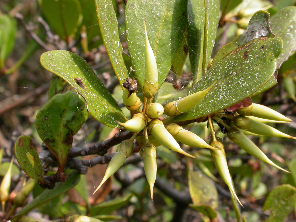 Aegiceras corniculatum