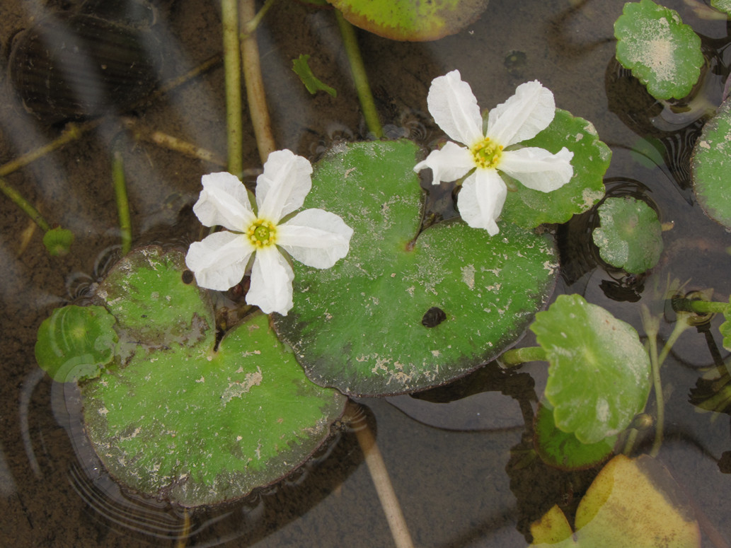 Crested Floating Heart