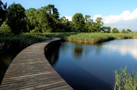 Bridge inside the wetland 1