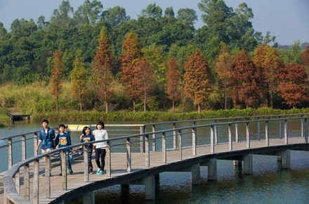Bridge inside the wetland 2