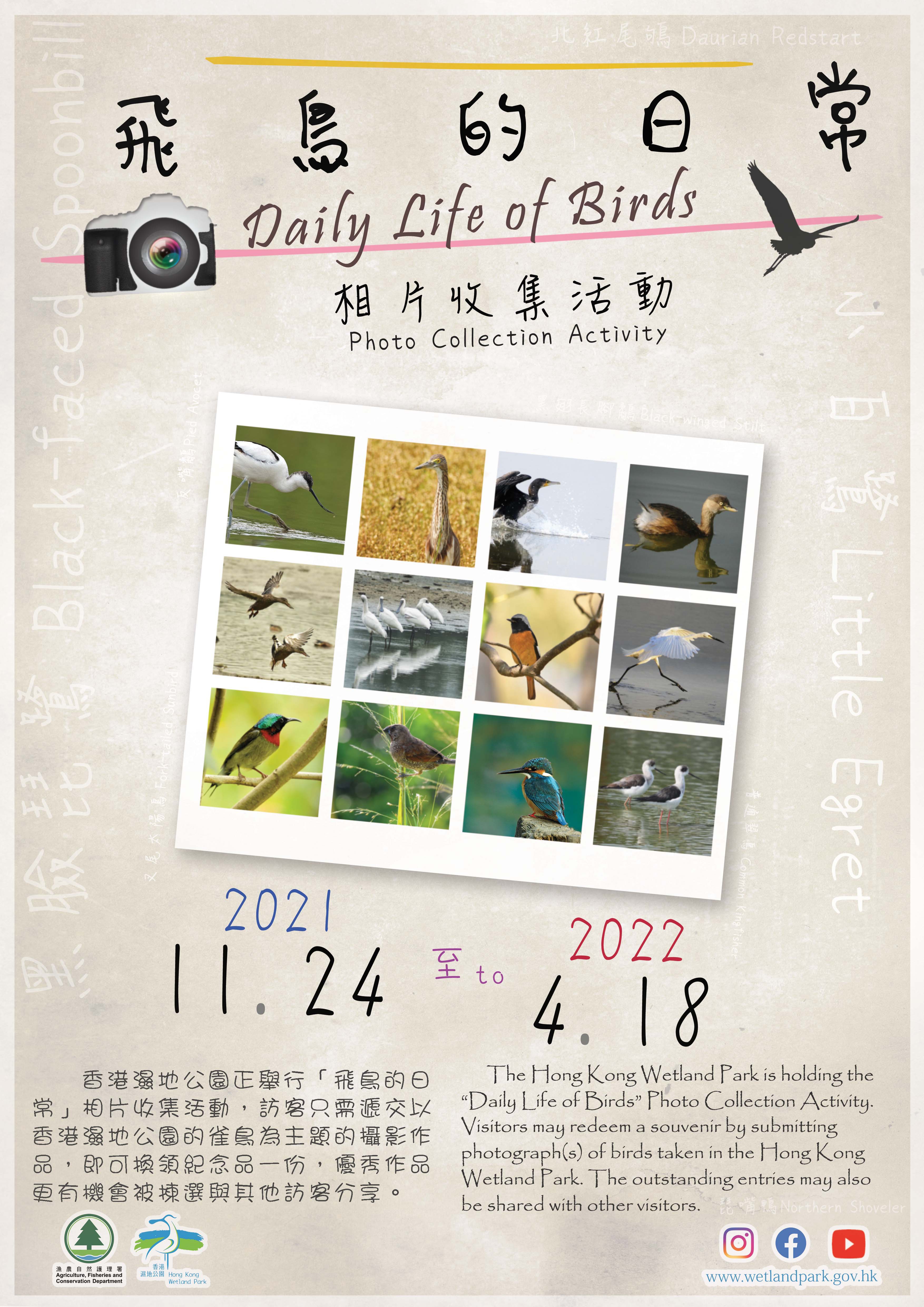 “Daily Life of Birds” Photo Collection Activity